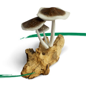 Mushrooms - Hand painted on parasite wood from Shiny Happy Eco
